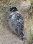 SX11333 Cute Grey or atlantic seal pup on beach (Halichoerus grypsus).jpg